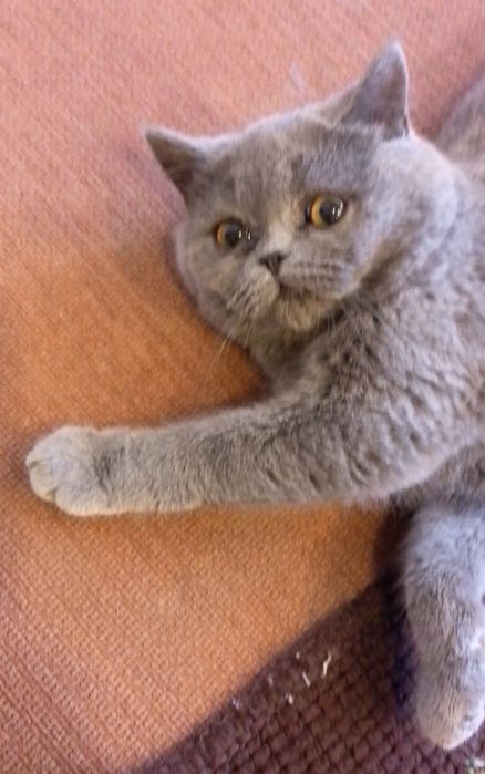 Шотландська красуня. Прямі вушка. 5 міс. Чемна.