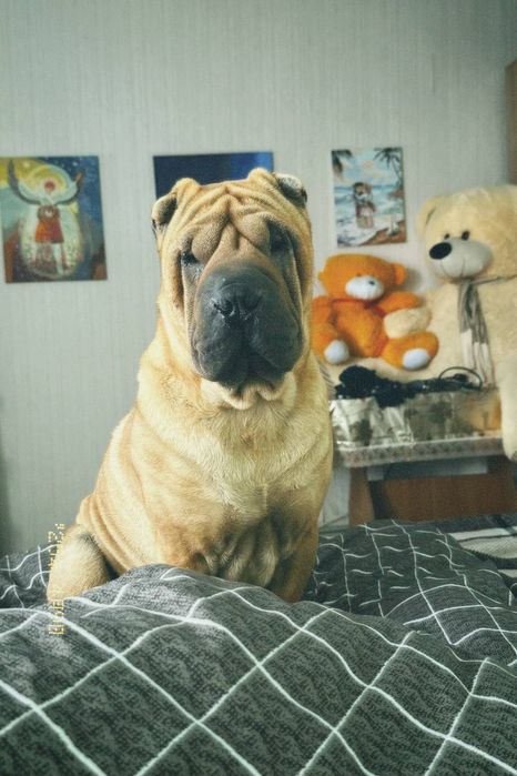 Вязка шарпей, жених