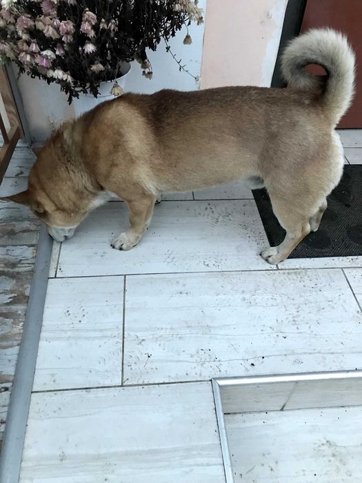 Отдам собаку бесплатно в хорошие руки