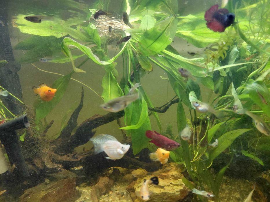 Guppies endler tiger