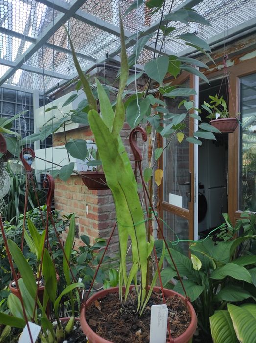 Microsorum punctatum. Папороть