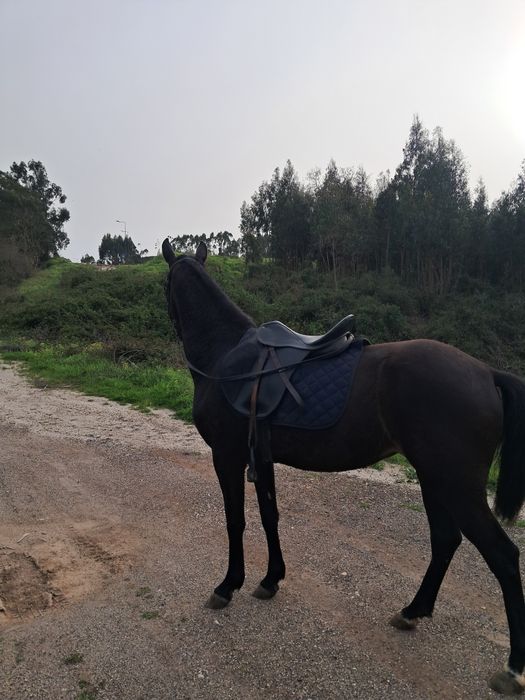 Egua muito mansinha