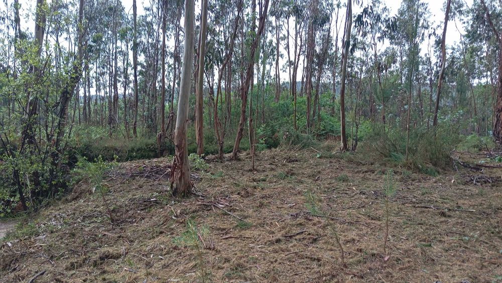 Limpezas de Terrenos