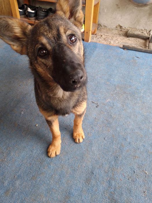 Собака в добрі руки