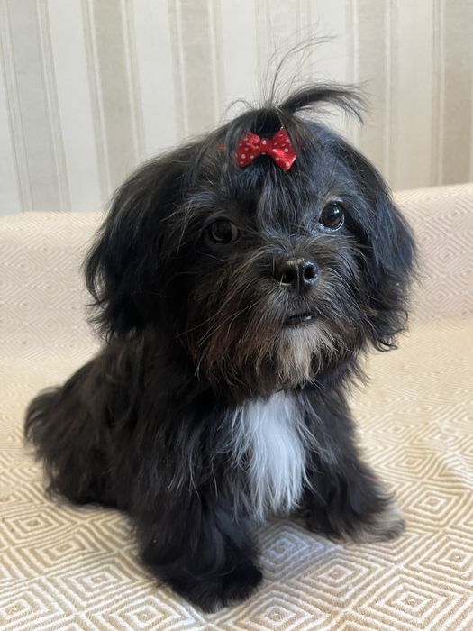 Продам хлопчіка Шит-цу