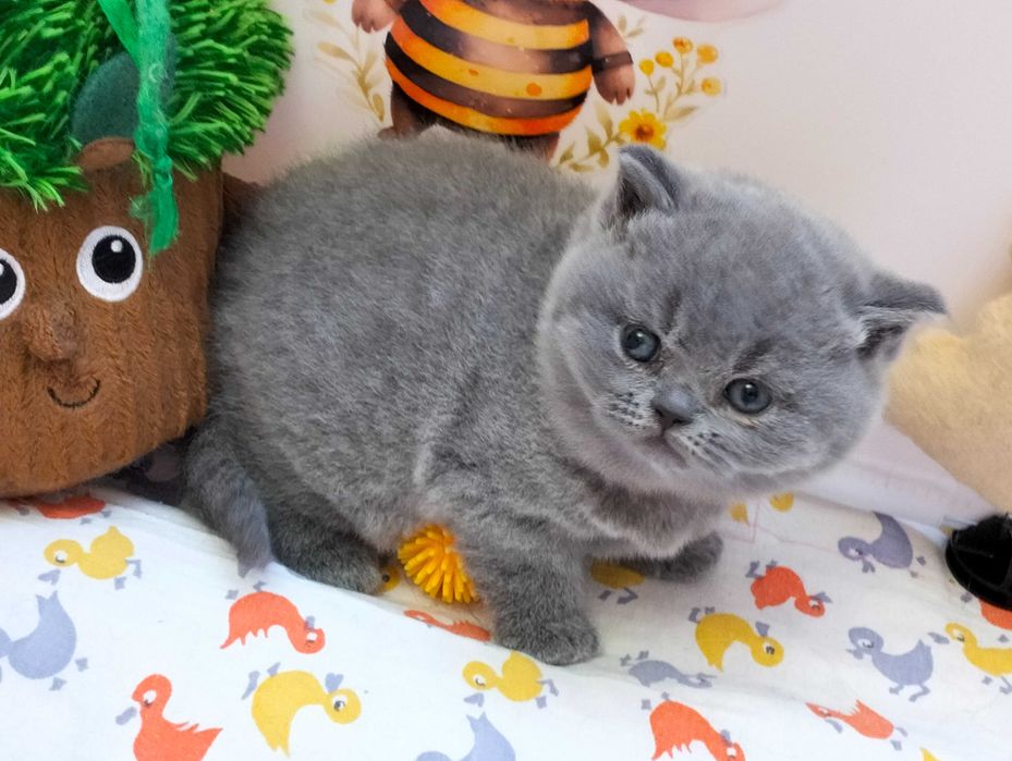 Słodka koteczka  Rodowód Międzynarodowy