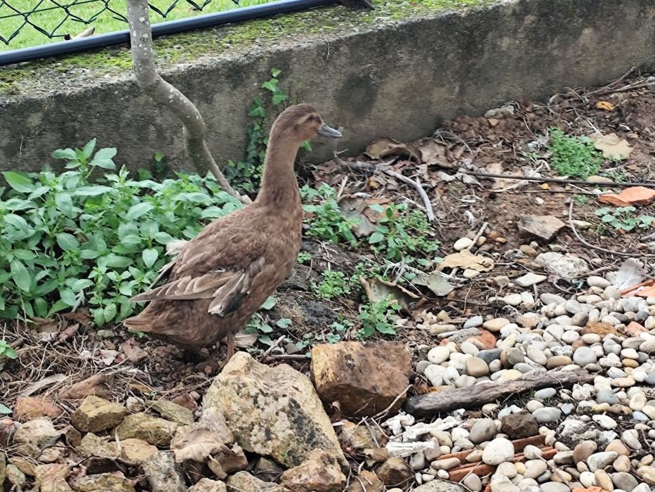 Fêmea de pato Campbell