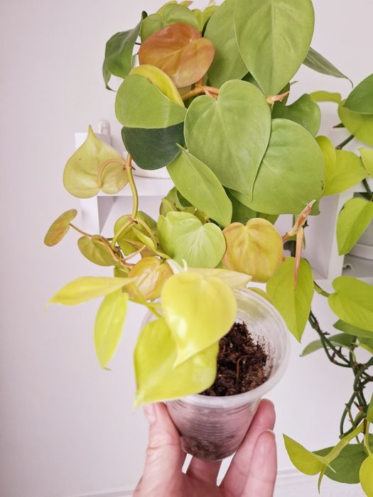 Епіпремнум Неон,Марбл Епл , Бразил.