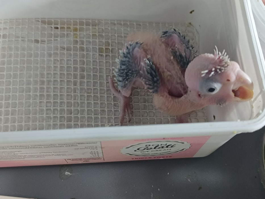 Cacatuas galah para acabar de criar .