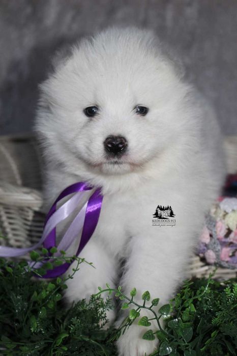 Samoyed suczka ZkWP FCI
