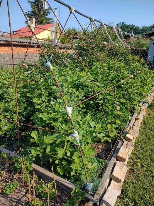 Інжир, живці, черенки, чубуки. Брунсвік, Конадрія та інші сорти
