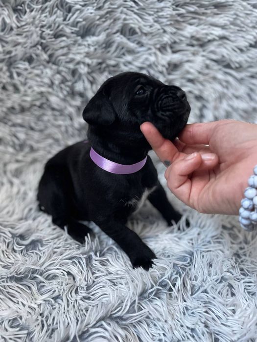 Щенки кане корсо . Цуценята кане корсо .  Кане корсо