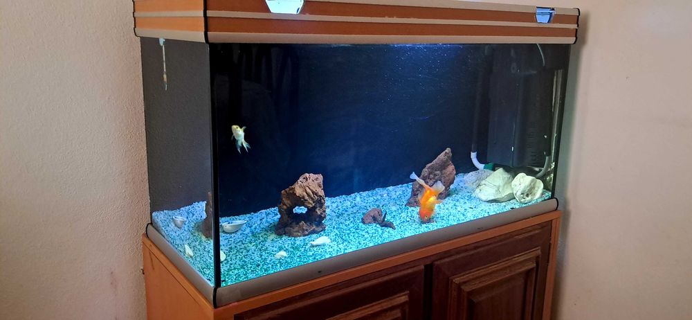 Aquario de peixes
