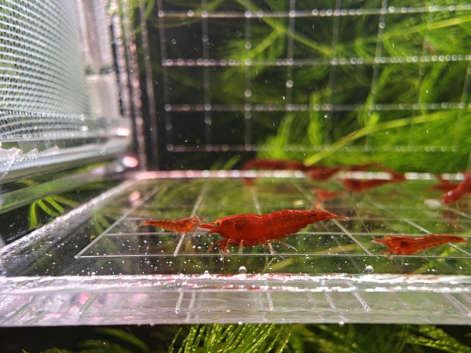 Krewetki Neocaridina Bloody Mary OE