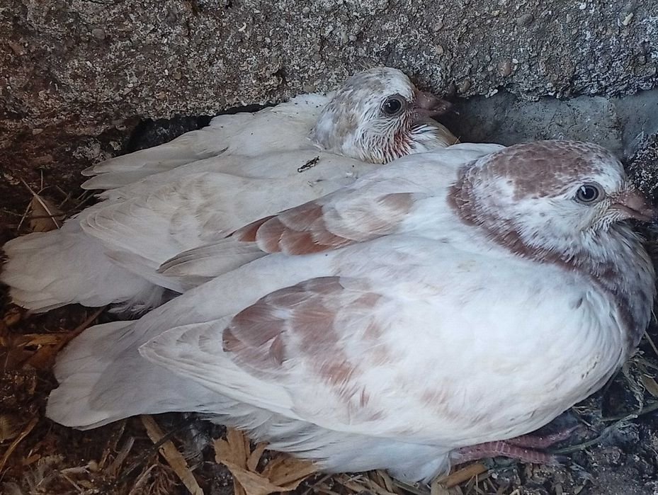 Pombas de boa raça