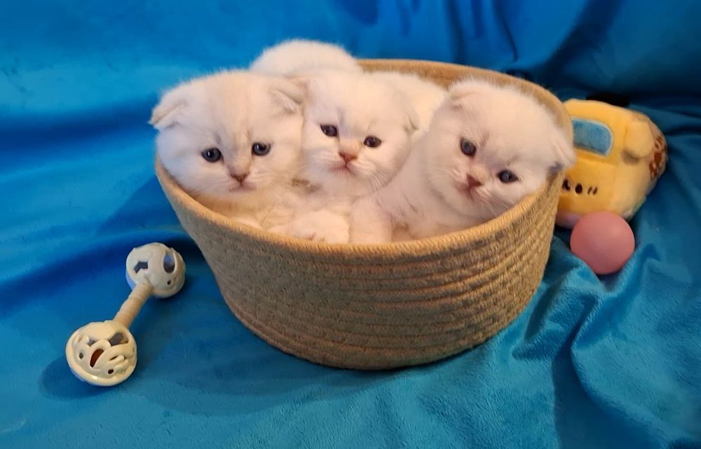 Шотландские короткошёрстные котята