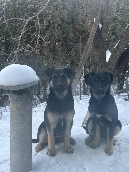 Собачки шукають люблячу сімʼю