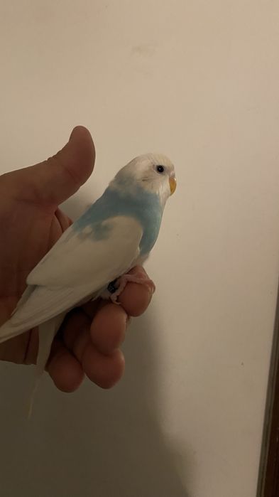 Fantastico Periquito domesticado - baixa de preço