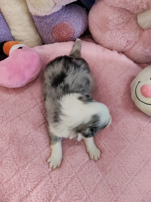 Dziewczynka *Iskra*/genetyka /DNA/RTG/domowa hodowla