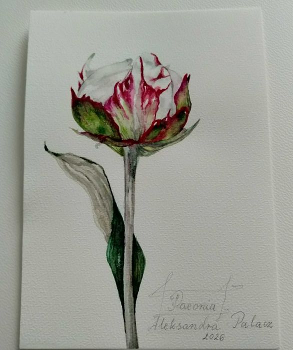 Piwonia. Akwarela botaniczna