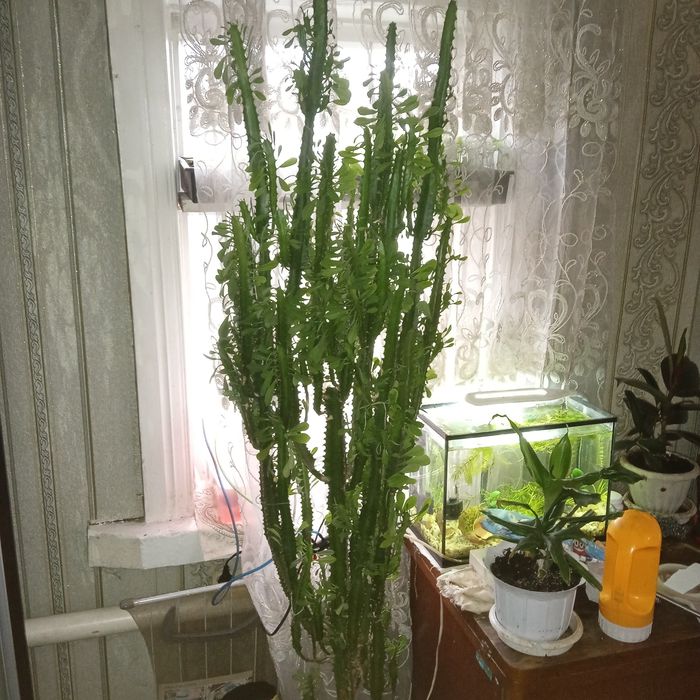 кактус молочай .