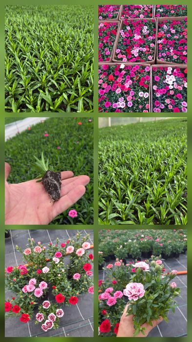 Черенок гвоздики та інших квітів