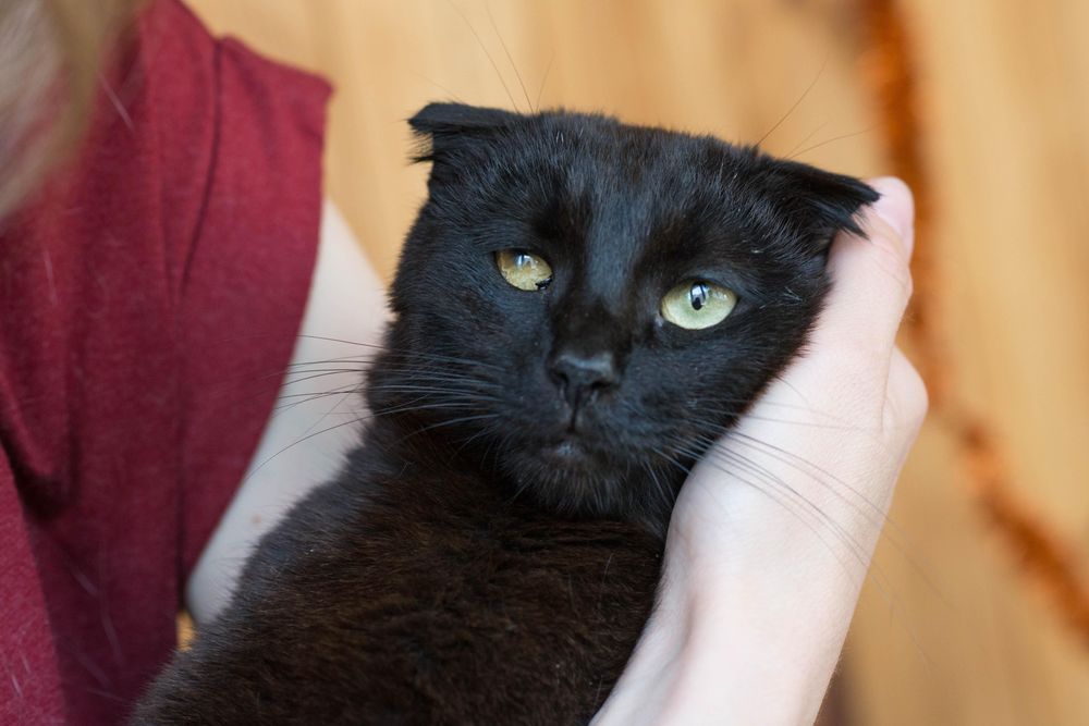 Молодий котик, кіт Емміт 2 роки