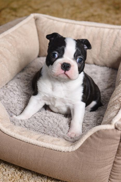 Boston Terrier Suczka