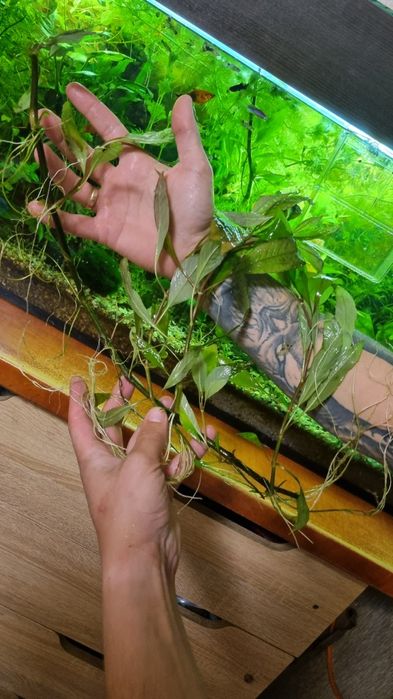 Продам акваріумні рослини " лимонник"