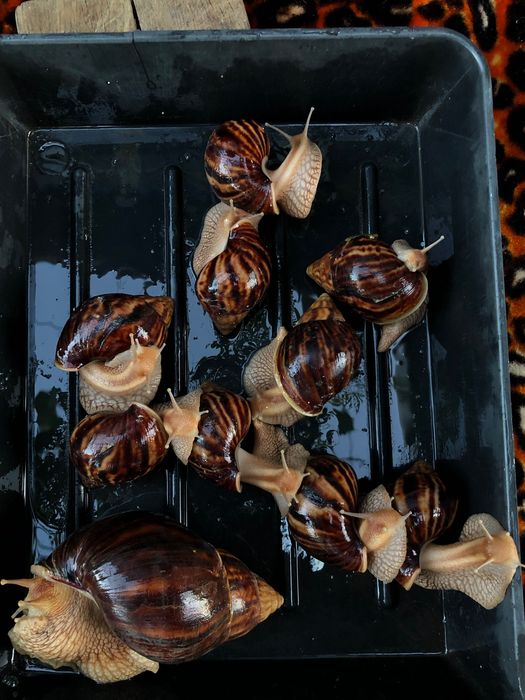 Безкоштовно віддам кошеня