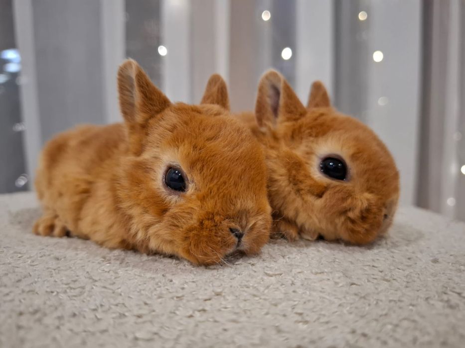 Karzełek rex pomarańczowy króliczek miniaturka orange mini lop