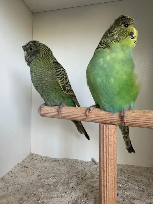 Casais de periquitos blackface