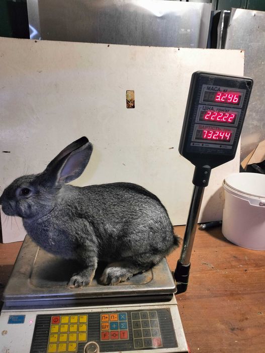 Кролики на плем'я, молодняк кроликів, шиншила