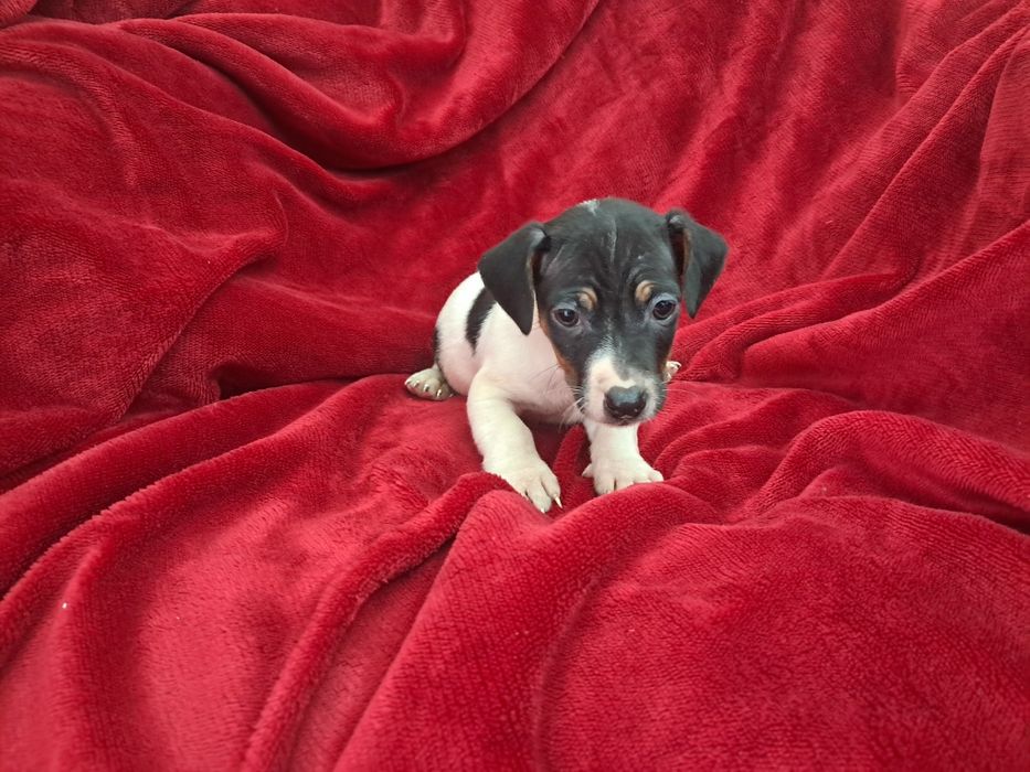 Jack russel fantastico