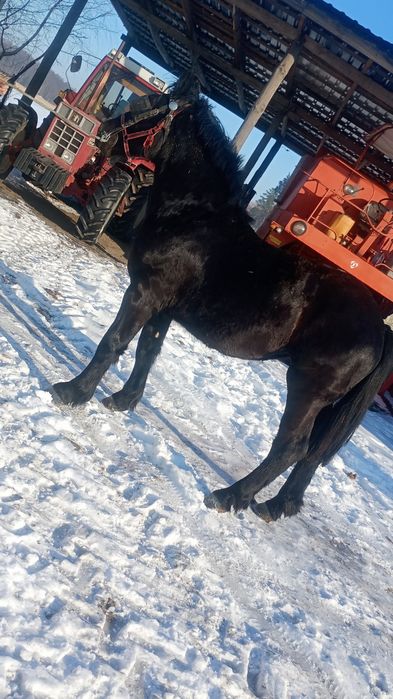 Sprzedam dwie kobyłki