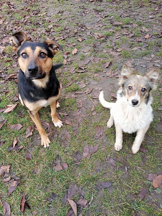 Подарую собачку ..