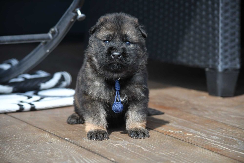 Owczarek staroniemiecki DDR chłopak wilczasty