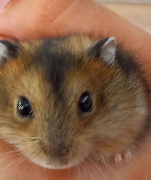 Джунгарские хомячки ,месячные малыши