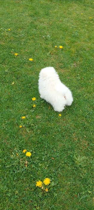 Piesek szpic miniaturowy Pomeranian