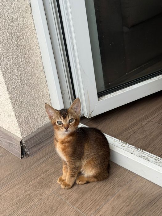 Абвссиньскі кошенята
