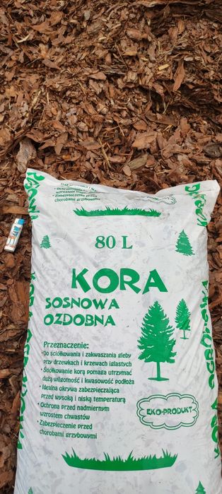 Kora Sosnowa Wrocław Okolice