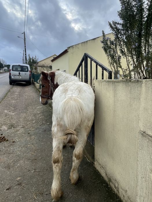 Para venda ponei super mansinho