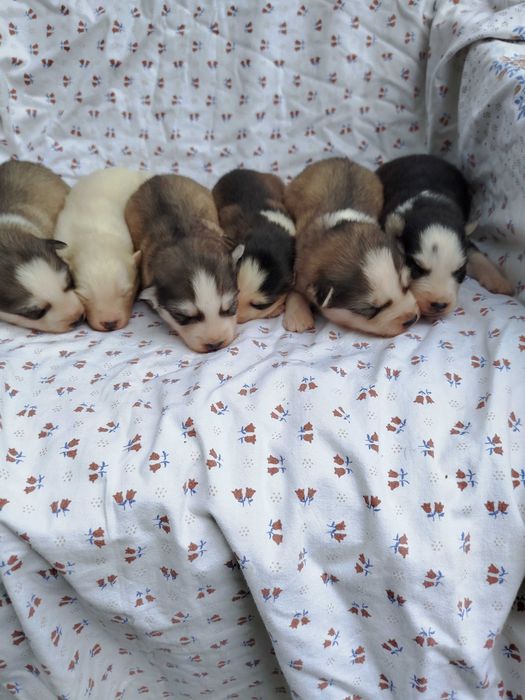 Siberian Husky suczka tel.-575302039