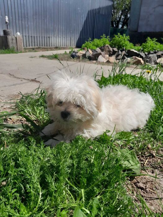 Цуценя мальтійської болонки
