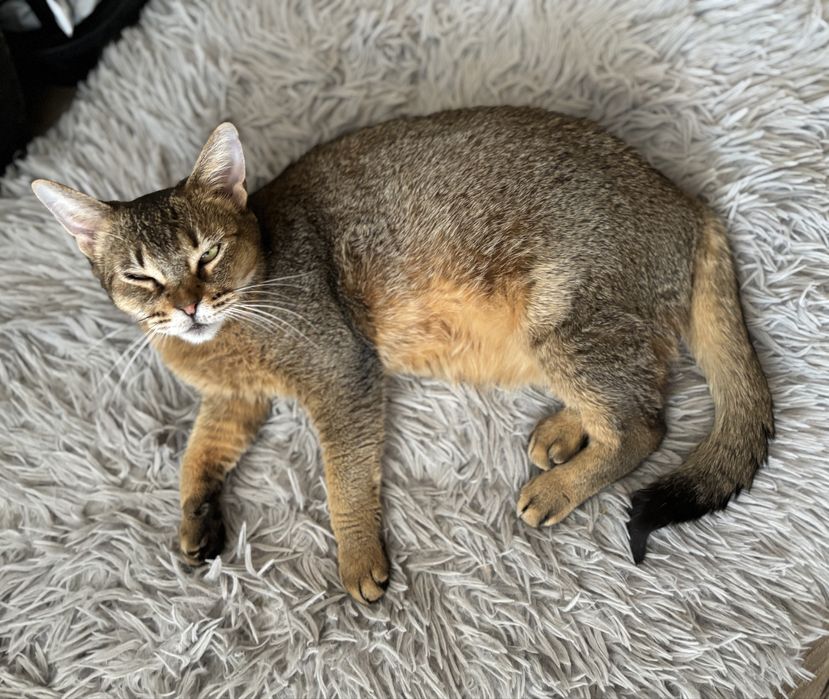 Ласкава киця у чудову родину