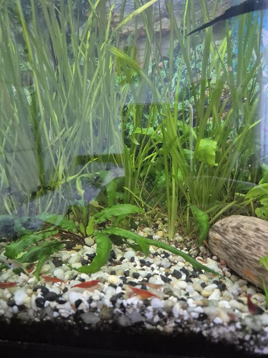 Sprzedam akwarium 60l