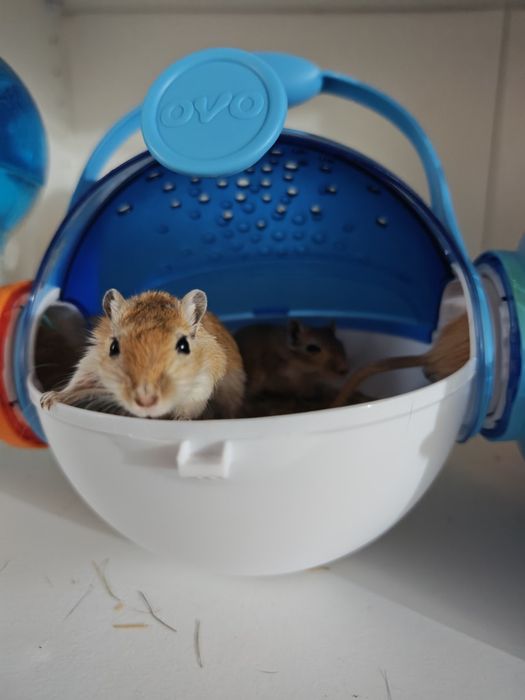Gerbos com gaiola grande e linda