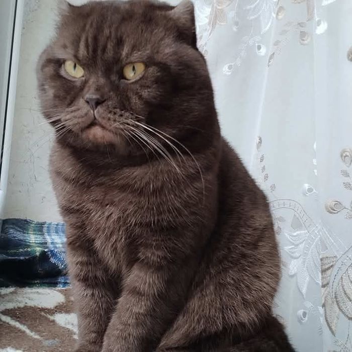 Кіт шотландський