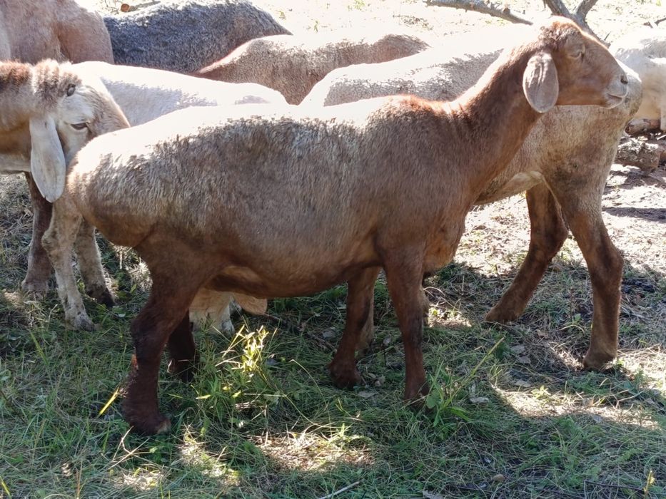 Овцы чистокровной Гисарской породы