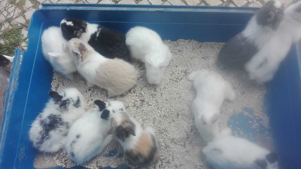 Vendo coelhos anões mini holandês